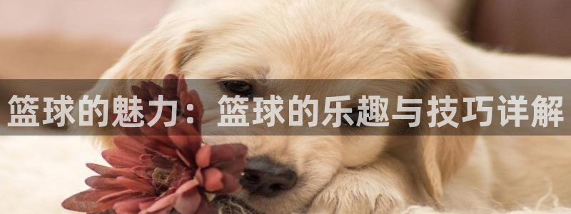篮球的魅力：篮球的乐趣与技巧详解